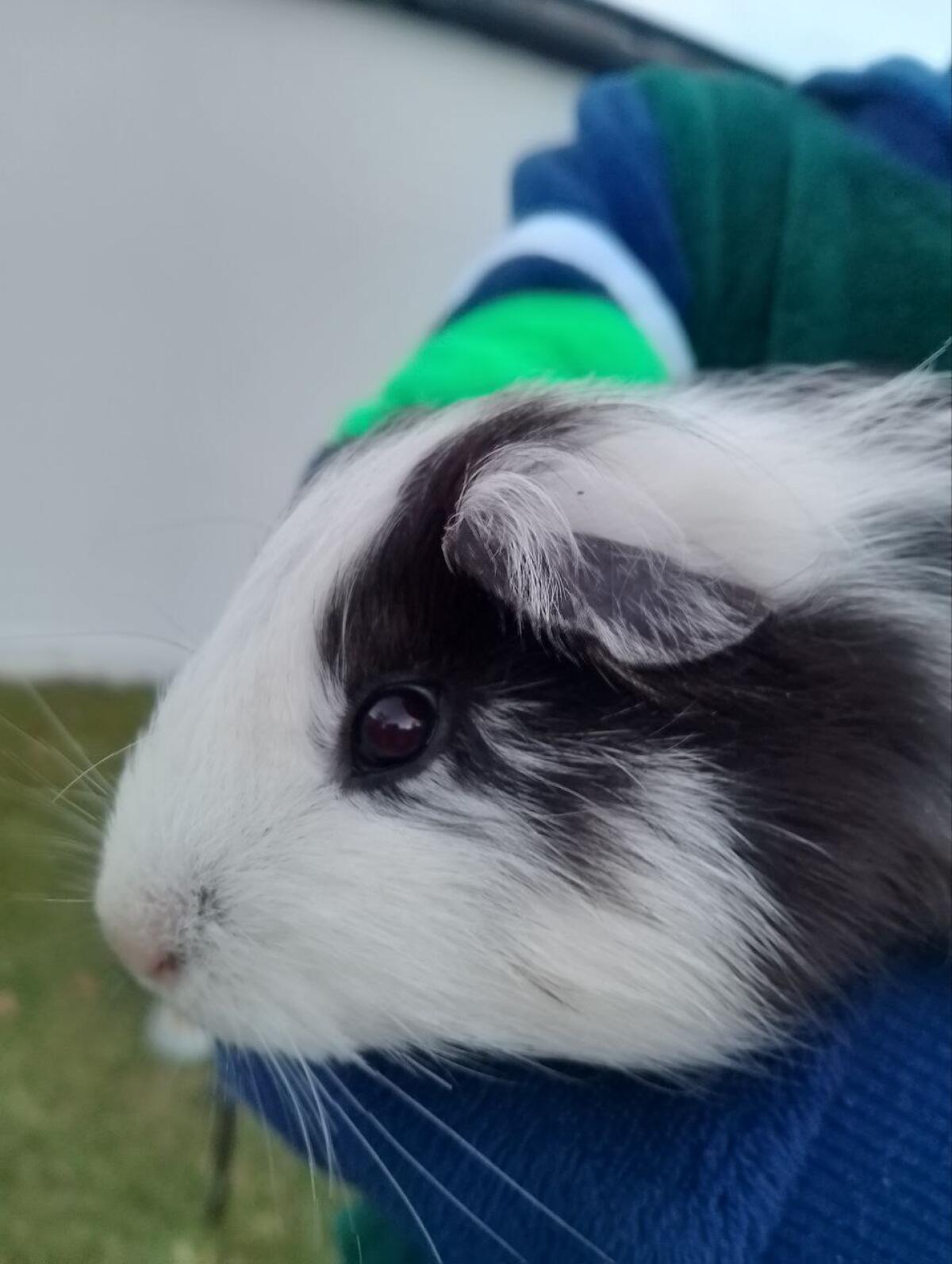 Meerschweinchen Weibchen 3