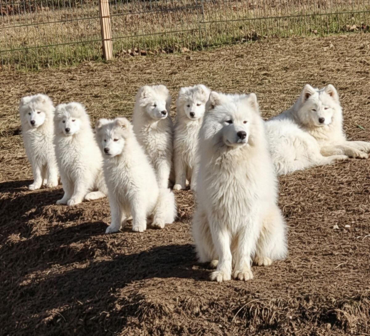 Entzückende reinrassige Samojeden-Welpen 2