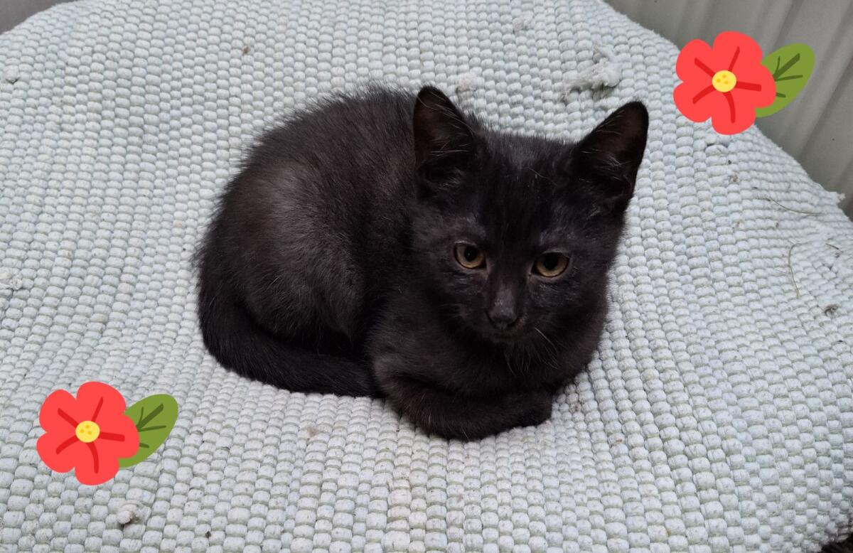 Süße Kätzchen, nur gemeinsam 3