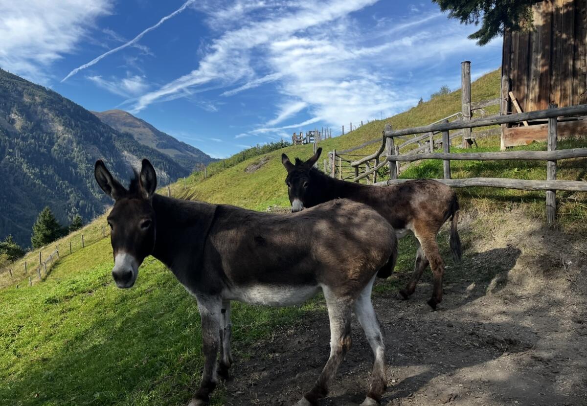 Zwei Eselstuten und ein Eselhengstfohlen abzugeben 1