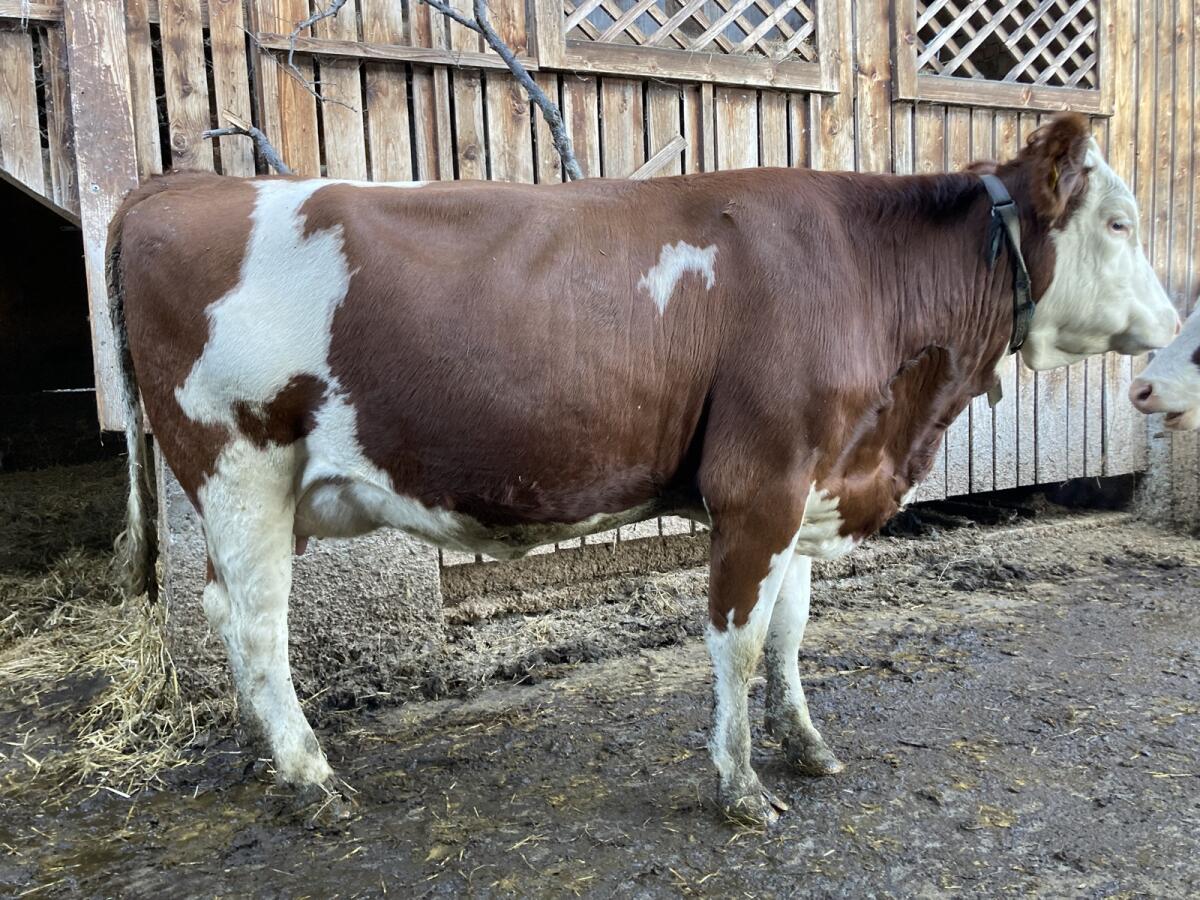 BIO Fleckvieh Zucht-Jungkuh in Milch 1