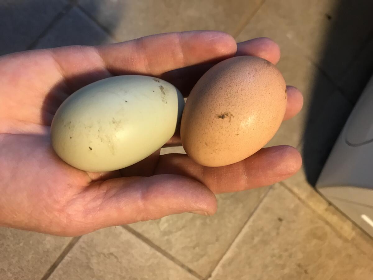 Silverudds Mischlingshennen 3