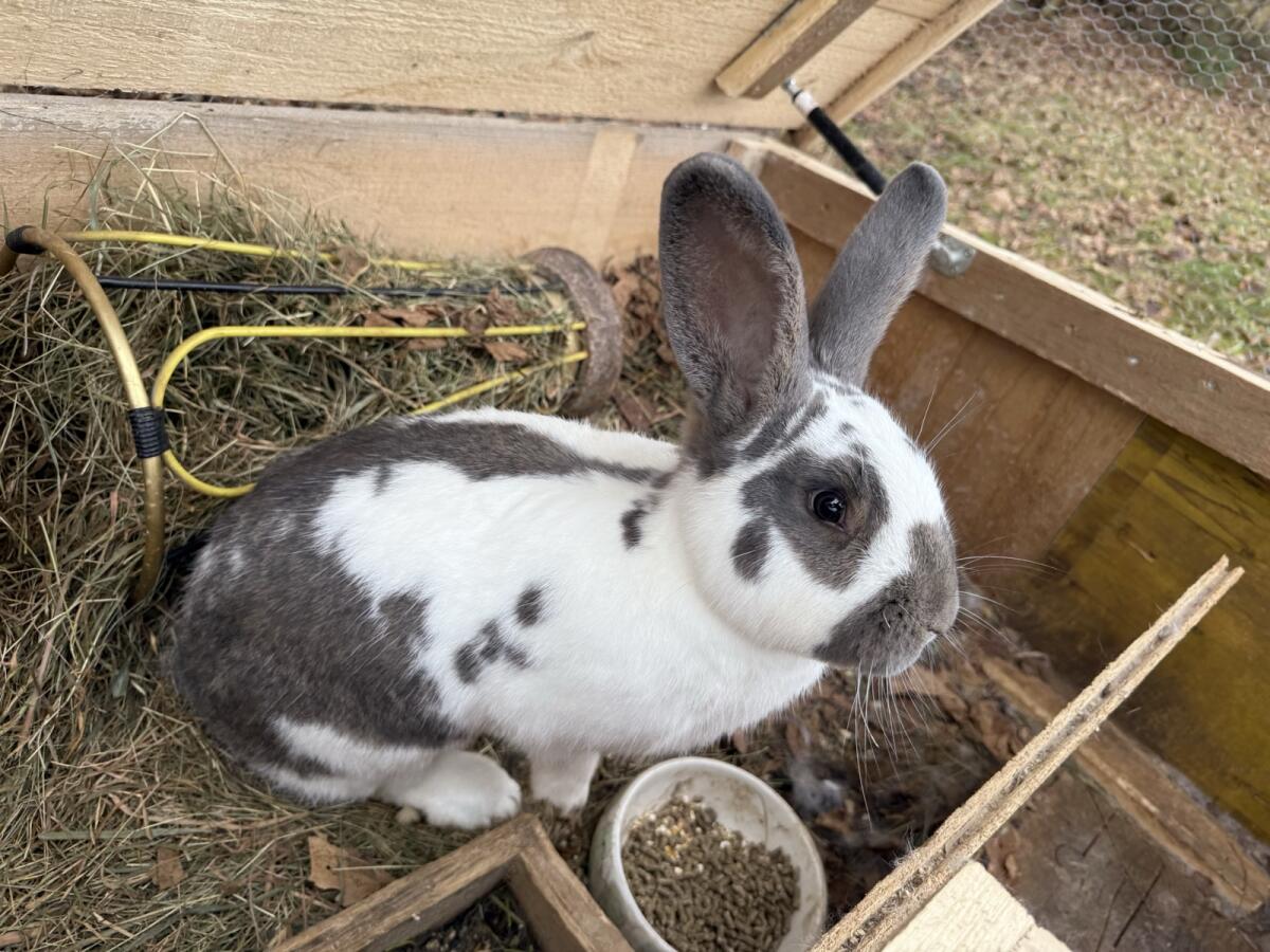 Riesenscheck braun/weiß 1