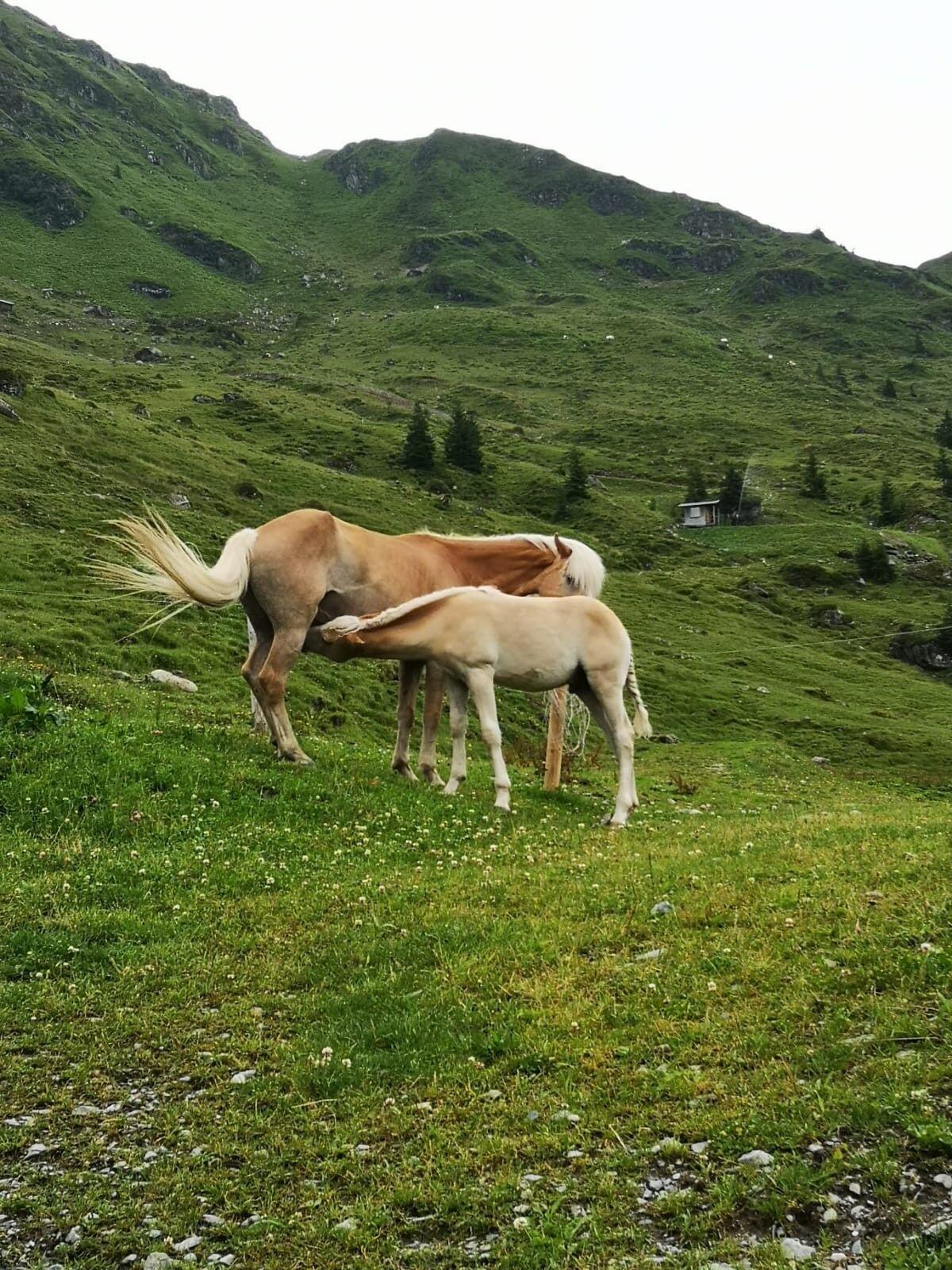 Trächtige Haflingerstute mit Hengstfohlen zu verkaufen 1