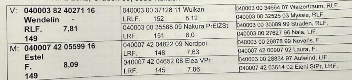 Haflinger Hengstfohlen 2