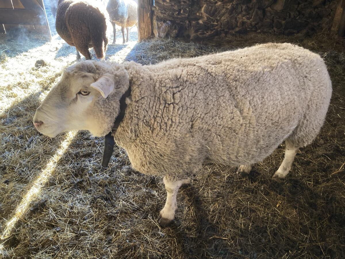 Widder Berrichon/Texel 3