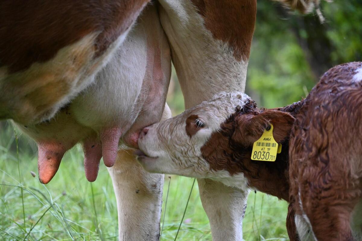 Bio Mutterkuh mit Kalb 1