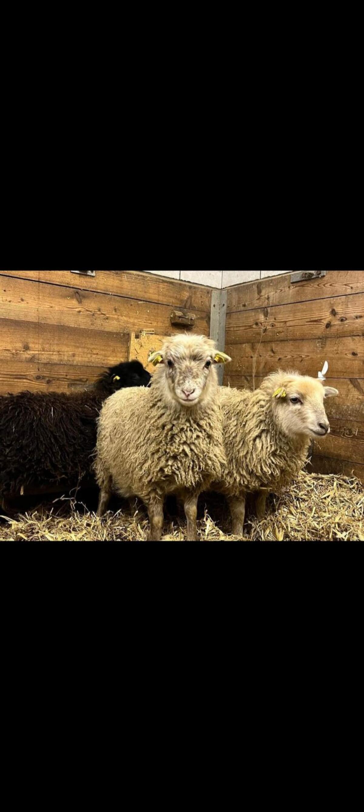 Zwergschafe Quessantschafe 3