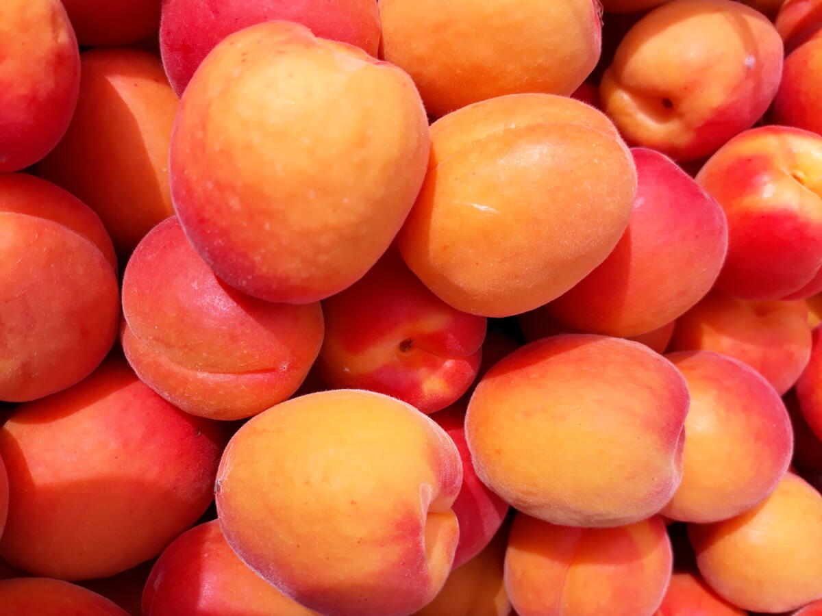 Praktikum/Saisonstelle Juni/Juli 2026 1