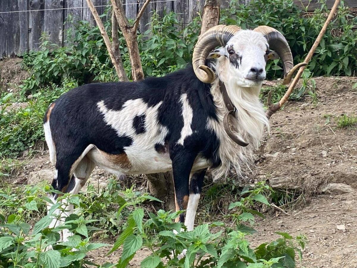 Bunte Kamerunschafe 1