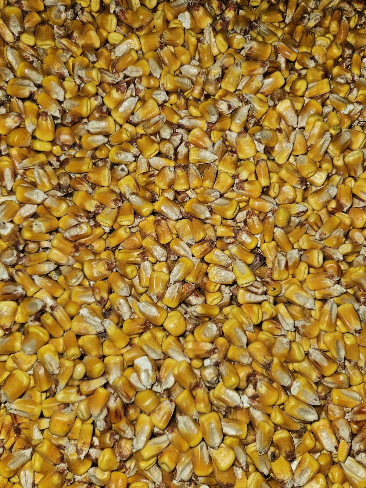 Körnermais 1