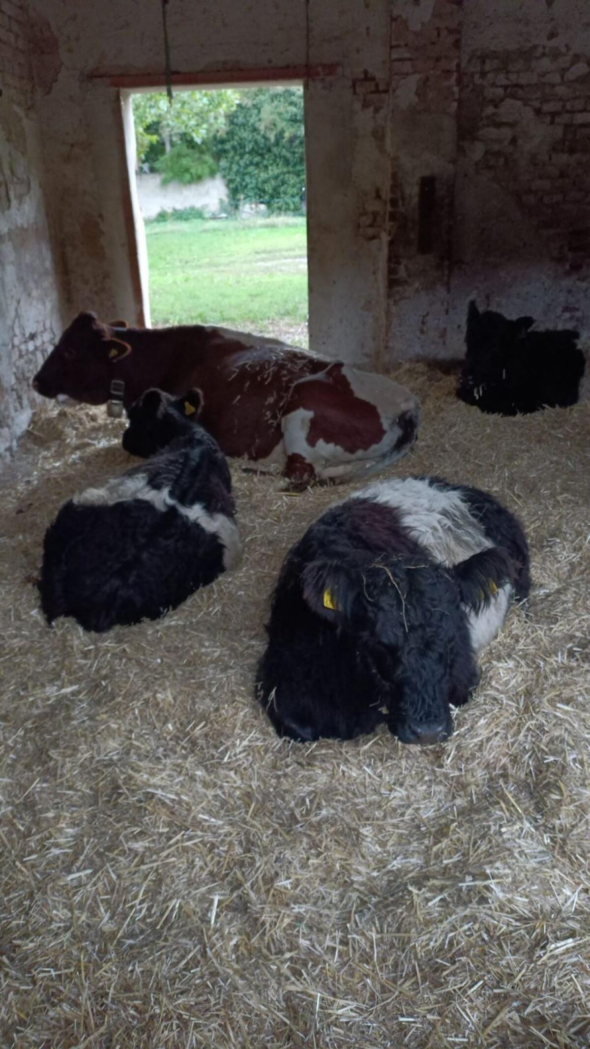 Bio Galloway-Kalbinnen 3