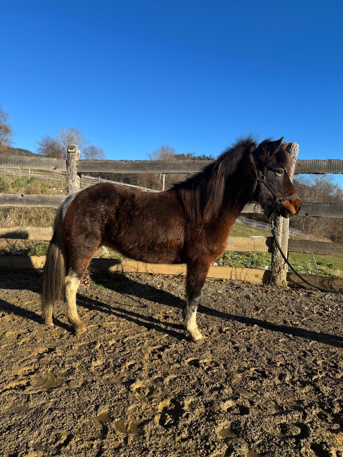 Islandpferd - Hübsche 6-jährige Braunscheck-Stute 1