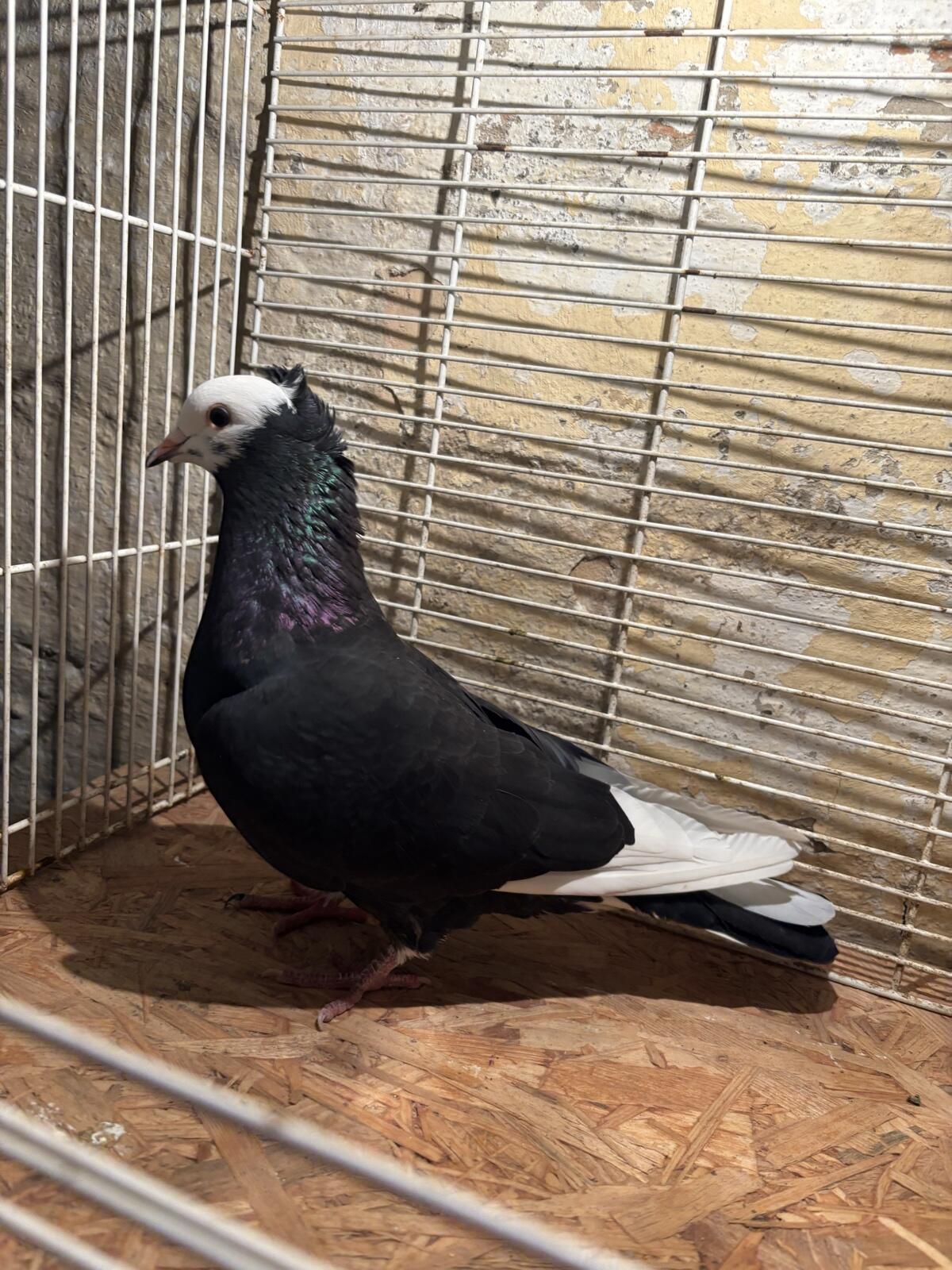 Persische und serbische Hochflieger 3