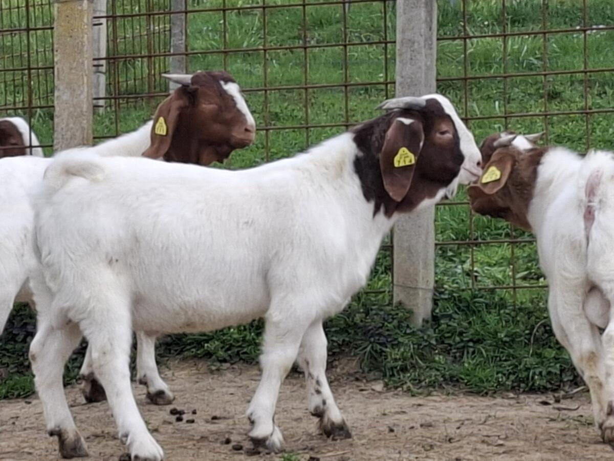 Burenziegenbock mit Stammbaum 1