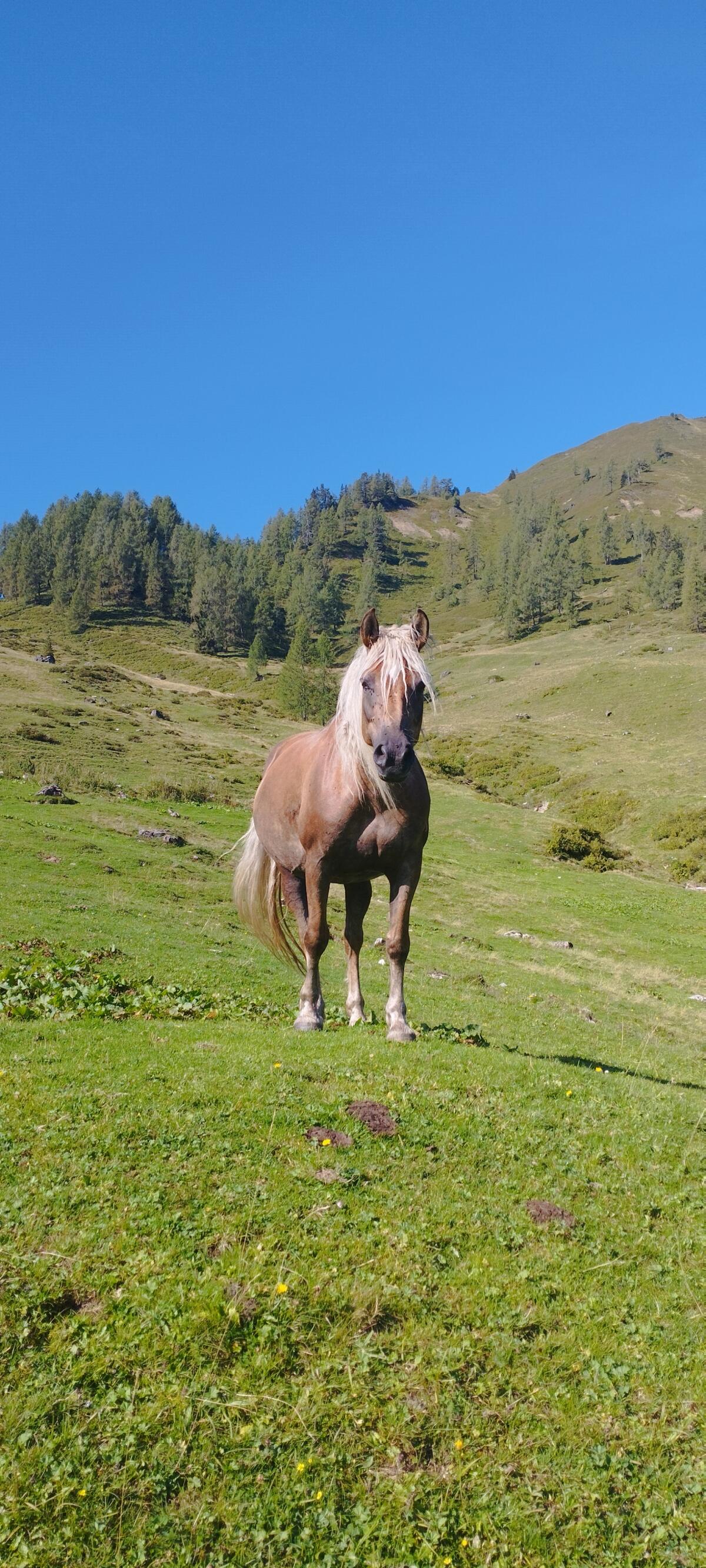 Verkaufe Haflingerstute sowie dazugehöriges Hengstfohlen 2
