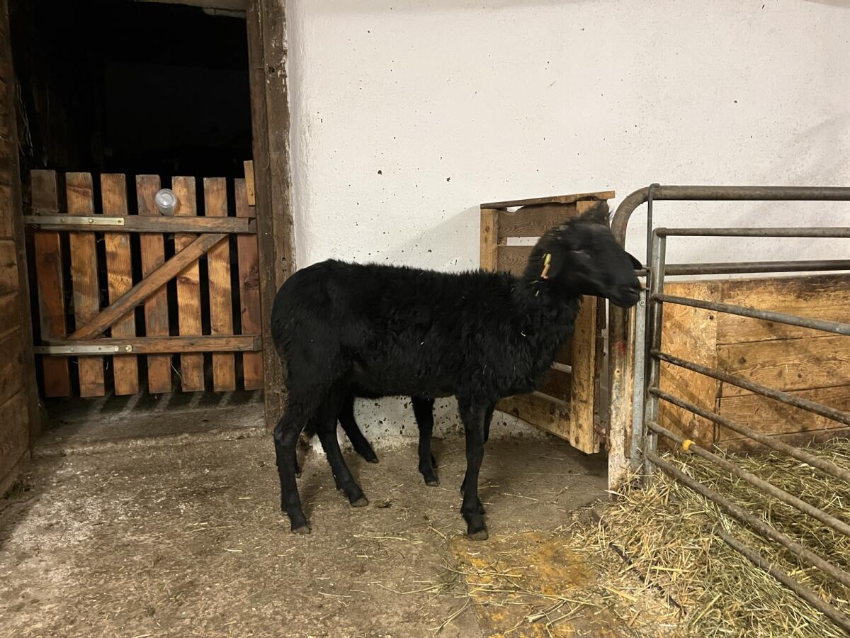 Tiroler Strinschaf 2