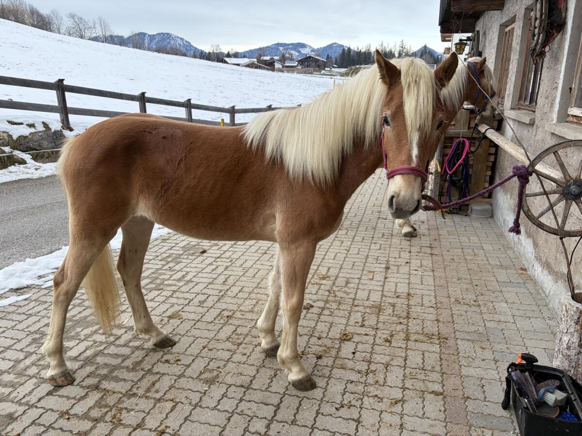 Haflinger Stute 1,5 Jahre 3