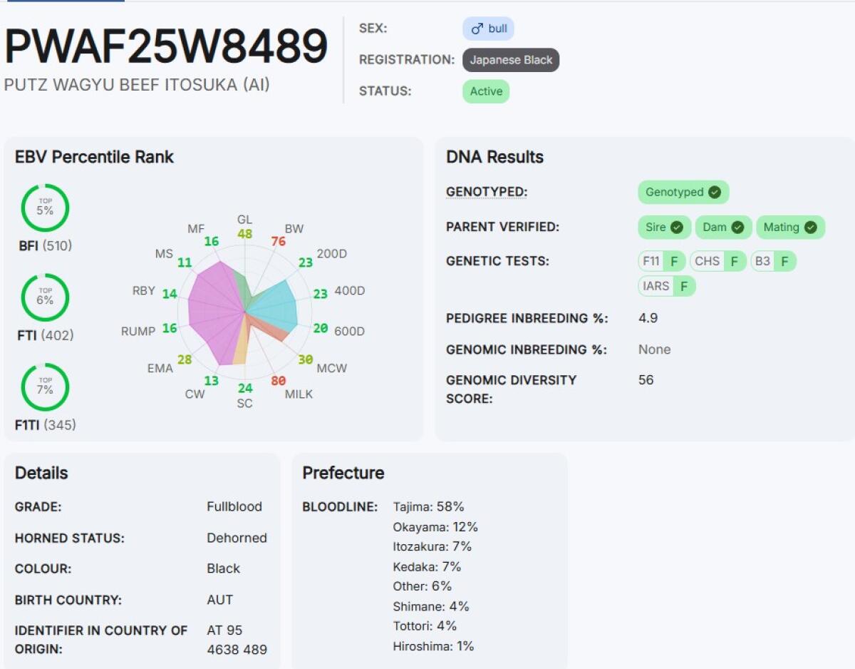 Wagyu Zuchtbulle Itosuka 1