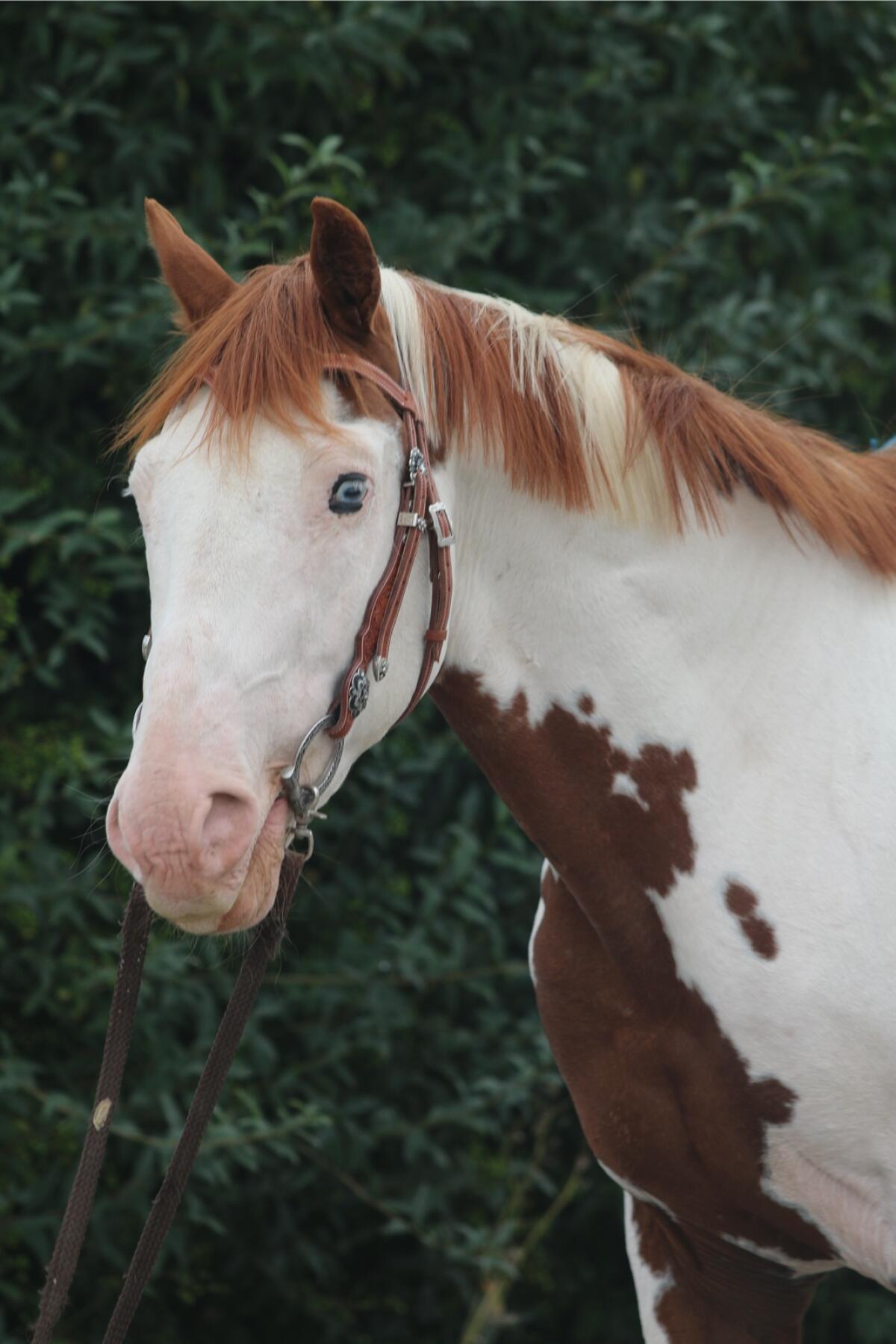 American Paint Horse Deckhengst, gekört APHA & ZSSE 1