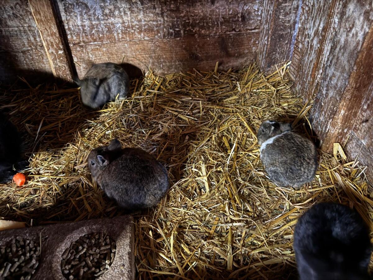 Verschenke Zwerghasen 2