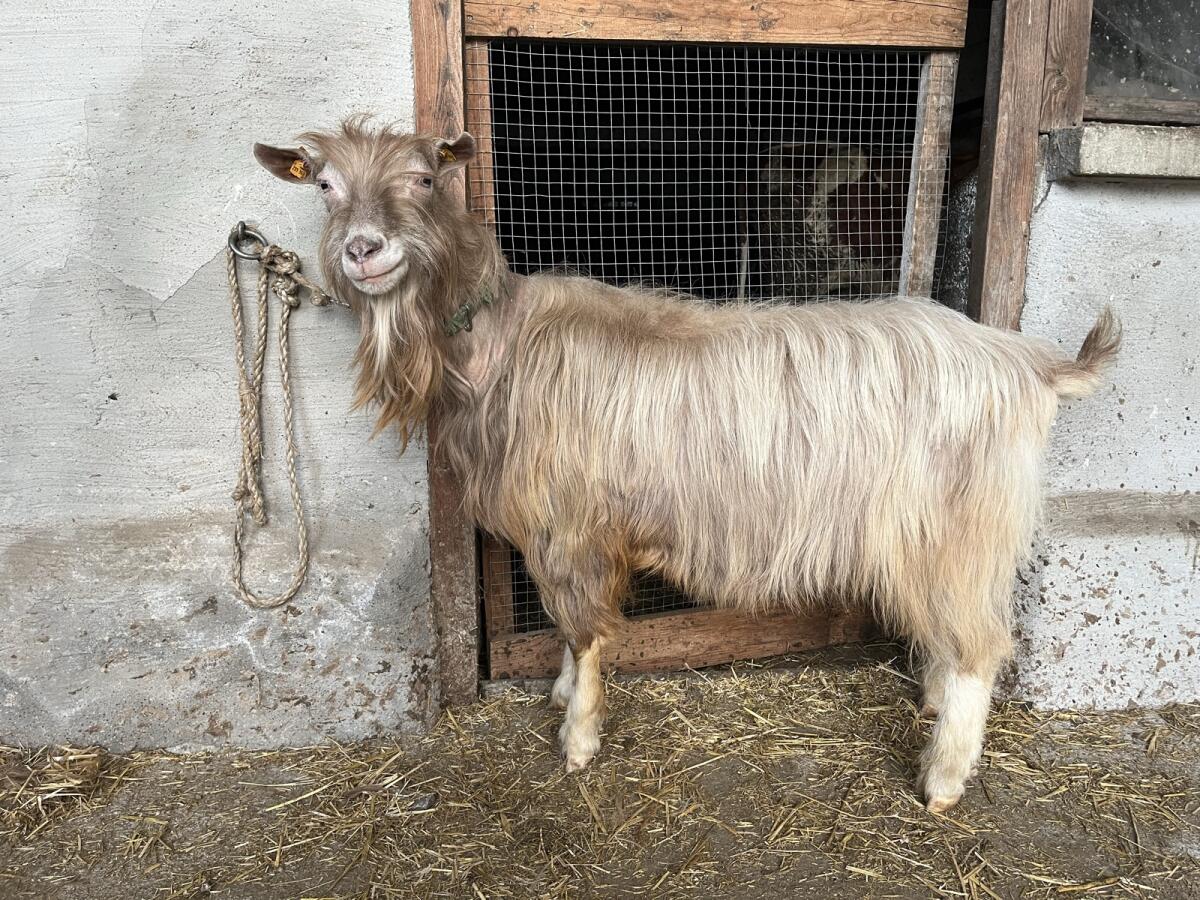 Verkaufe Toggenburger Bock 1