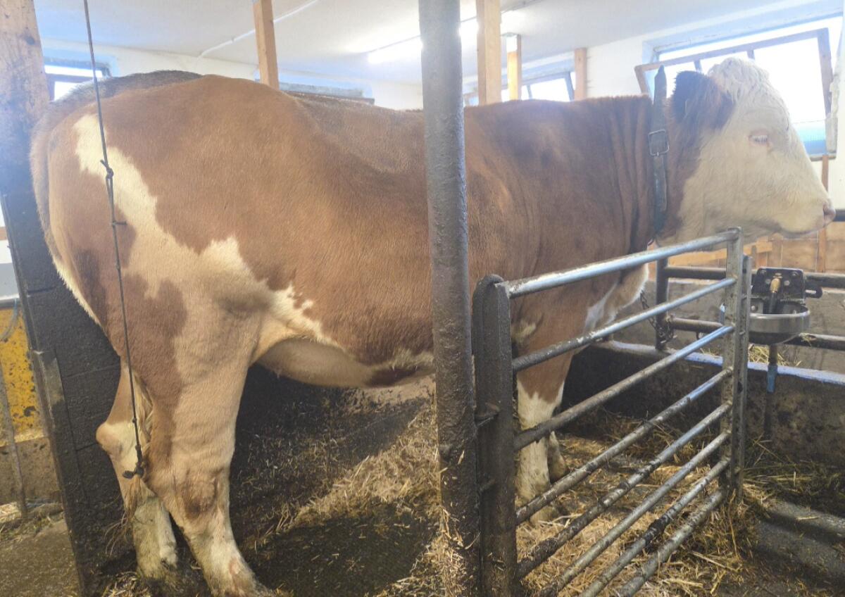 Verkaufe Fleckviehkalbin, trächtig 1