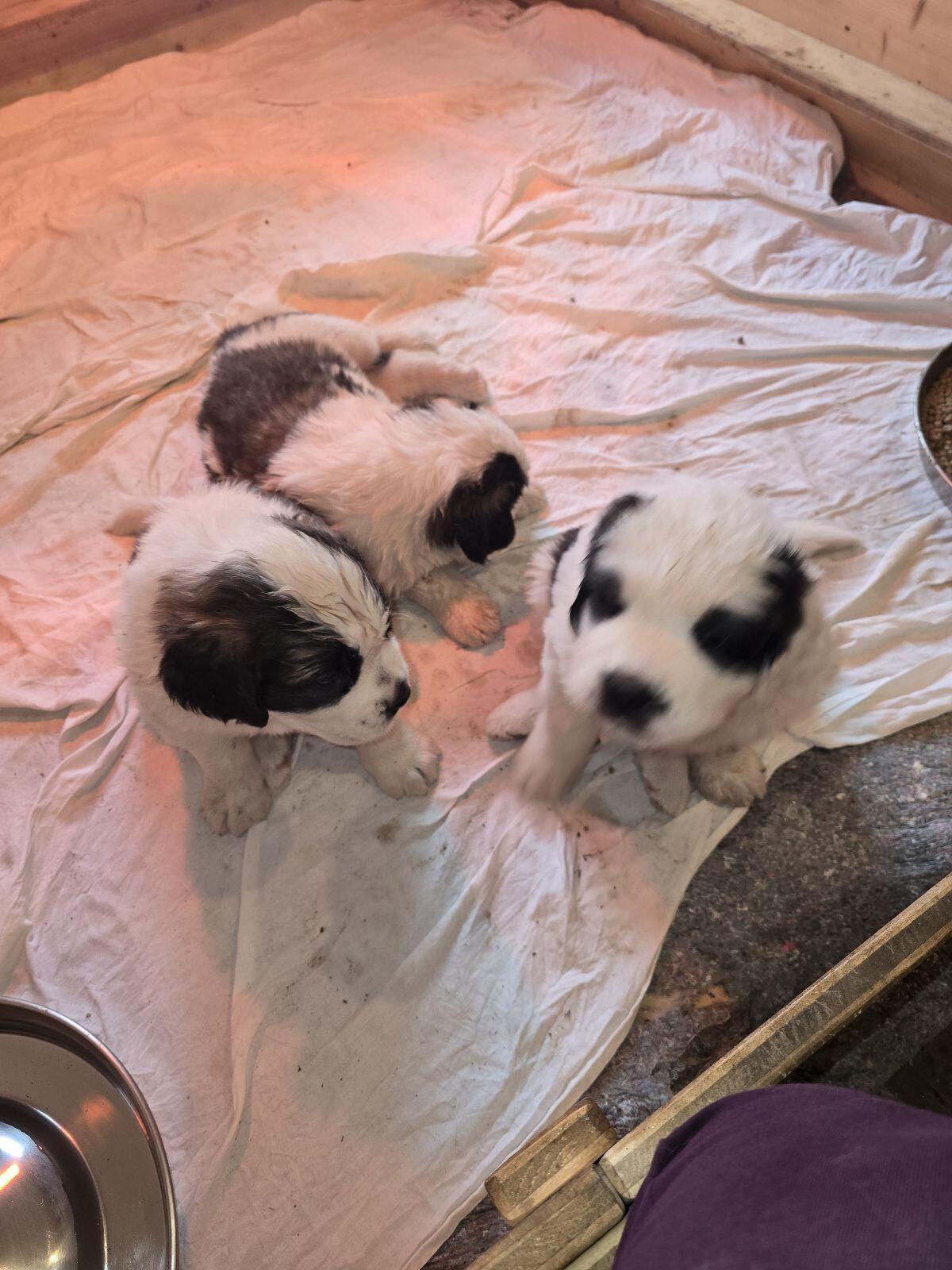 Wunderschöne Bernhardiner Welpen zu verkaufen 3