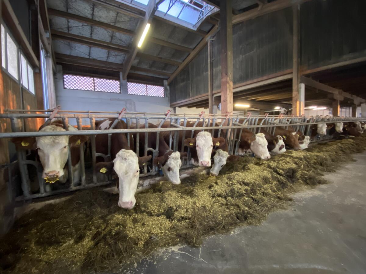 Biete Kühe und Kalbinnen zum Kauf 1