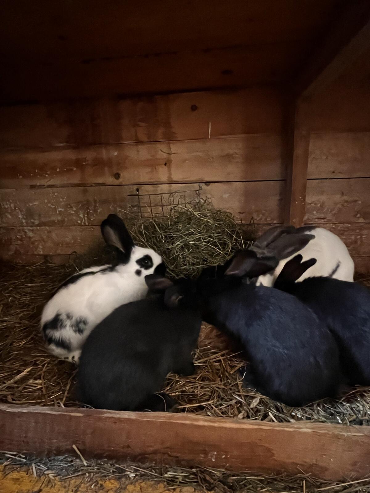 Deutsche Riesenschecken 1