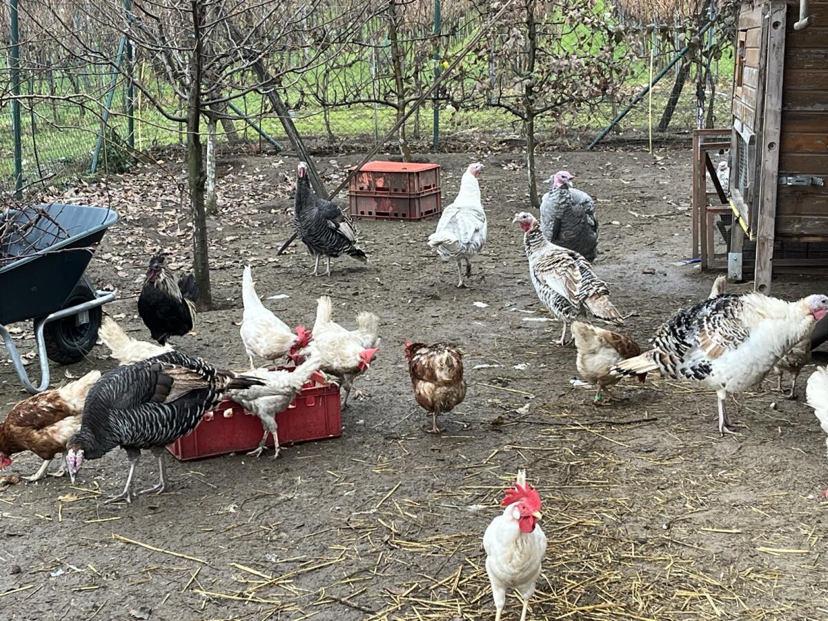 Puten 8 Weibchen und ein Männchen 2