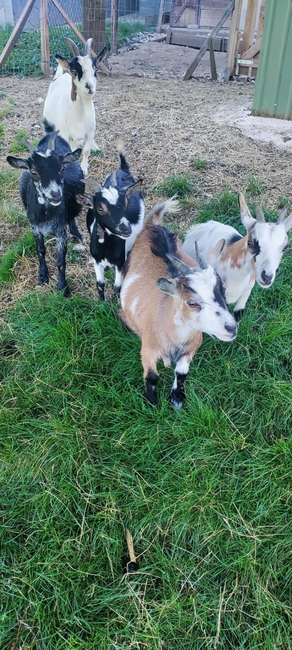 Mini-Zwergziegen Weibchen! 2