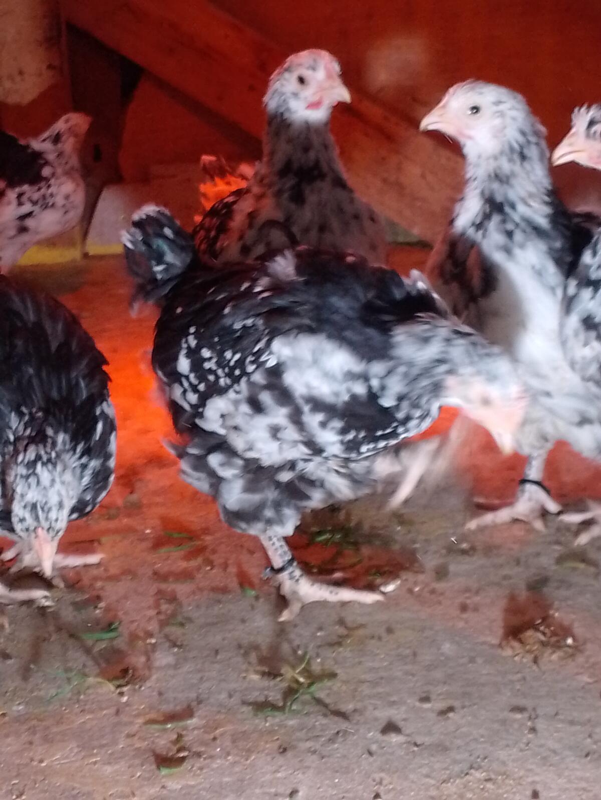 Orpington Jungtiere Schwarz-Weiß-Gefleckt 3