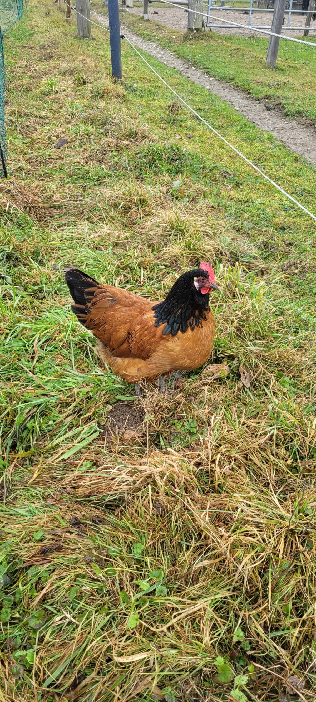 Gebe 2 reinrassige Vorwerkhennen her! 3