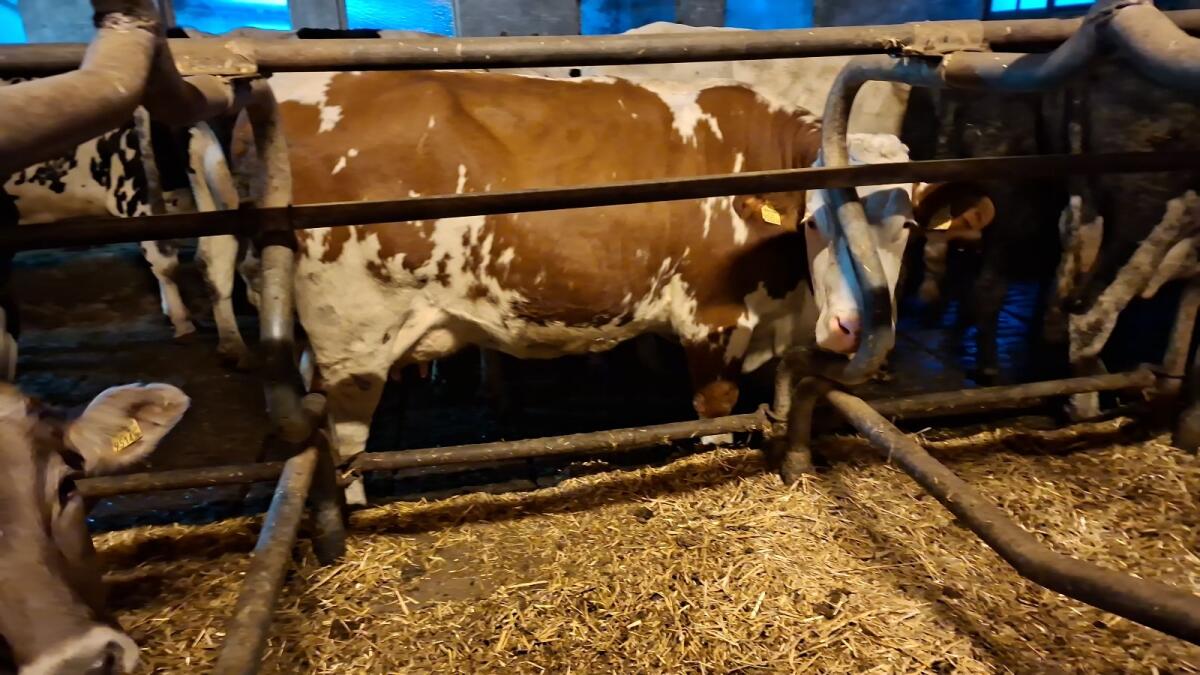 Fleckvieh × RF Erstlingskuh 3