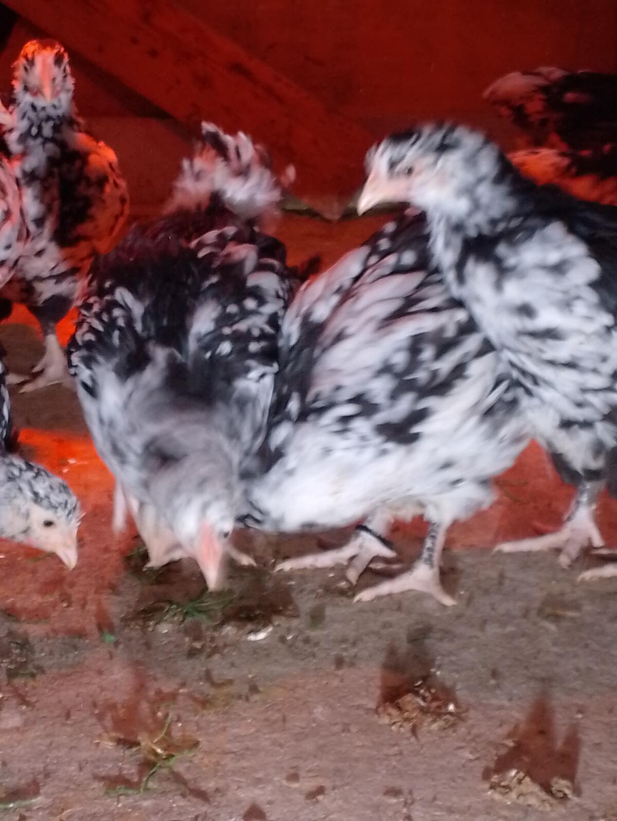 Orpington Jungtiere Schwarz-Weiß-Gefleckt 1