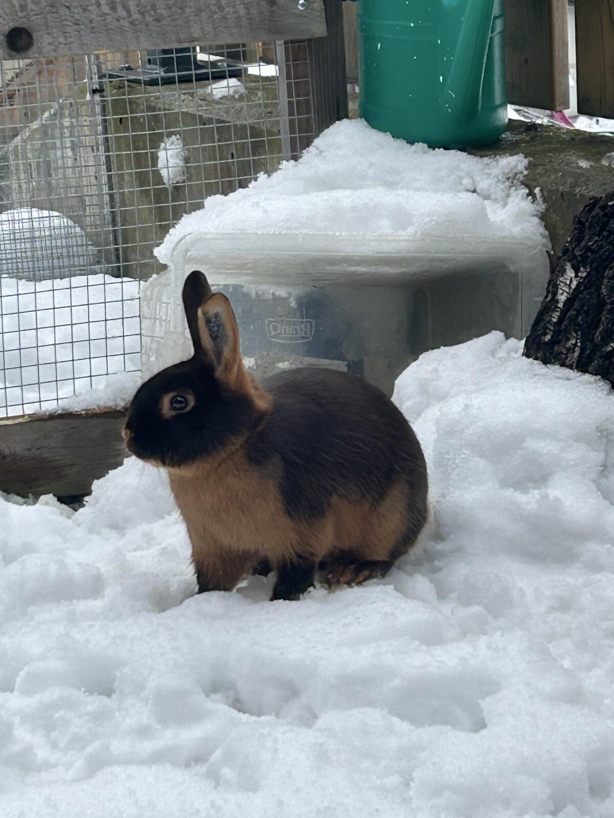 Lohkaninchen Braun 1