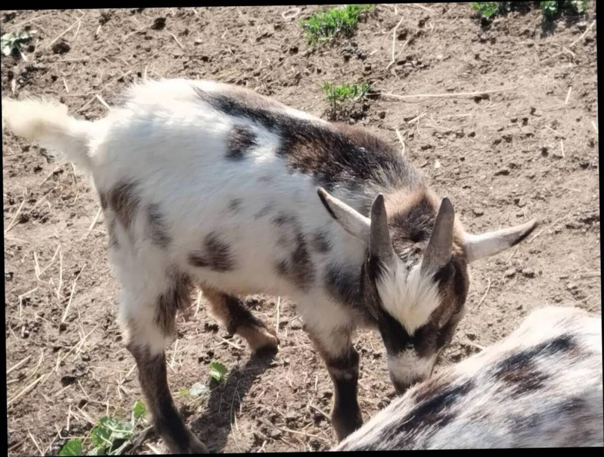 Einen Zwergziegenbock, er ist 7 Monate alt 3