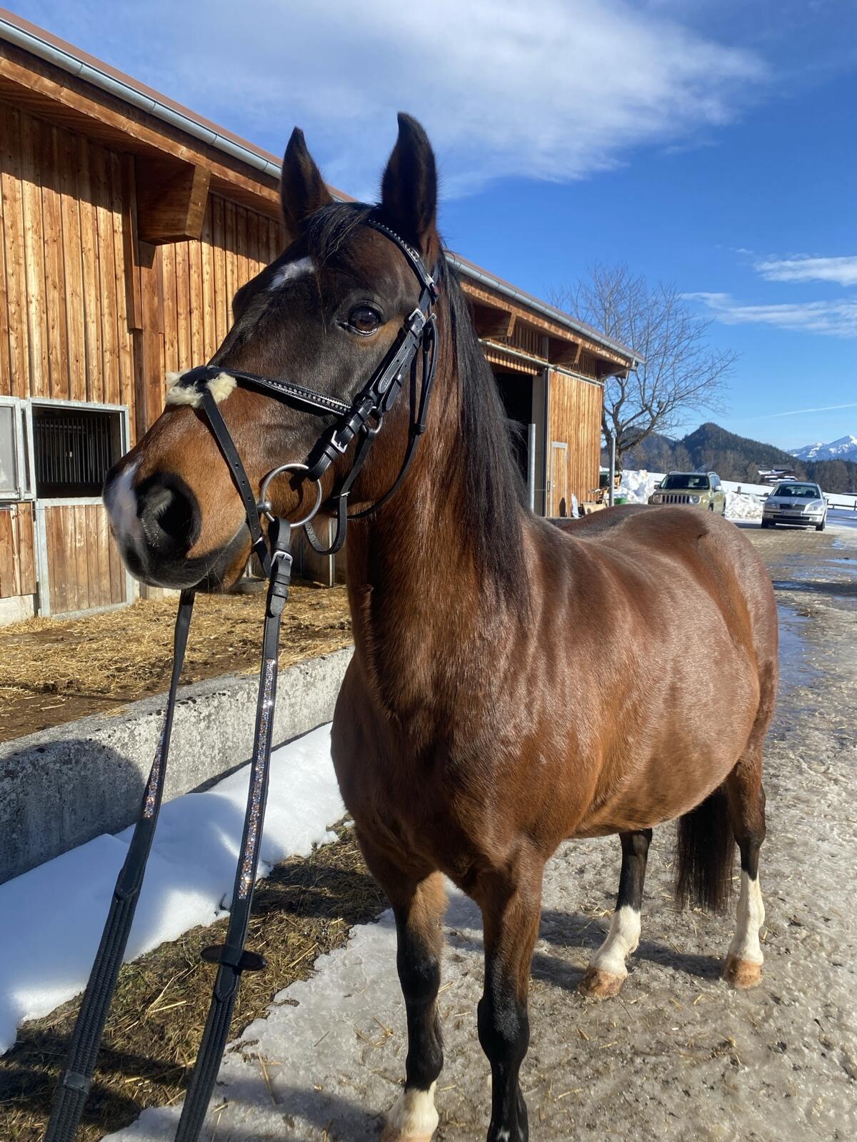 Ungarischer Halbblut Wallach 2