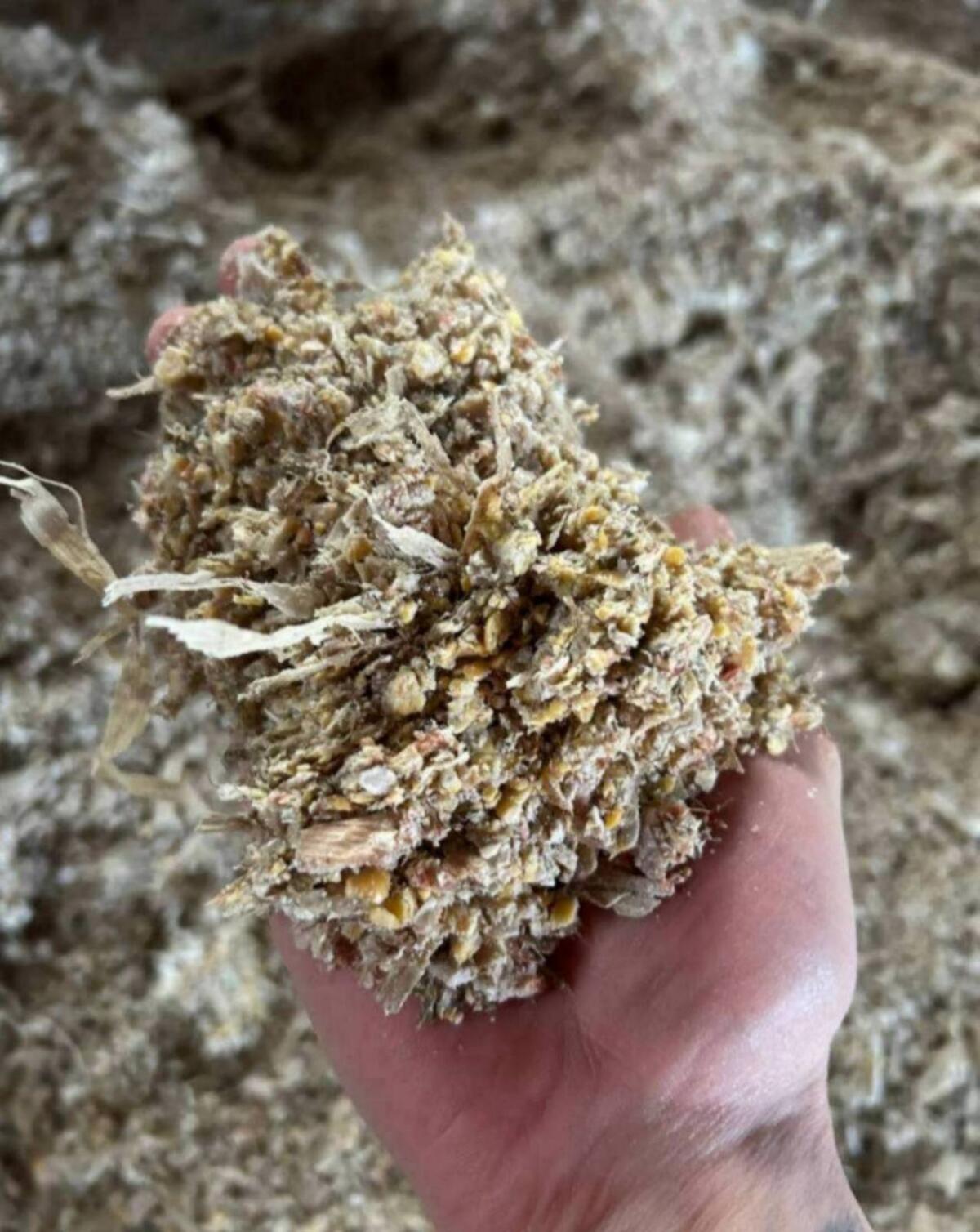 Lieschkolbensilageballen 1