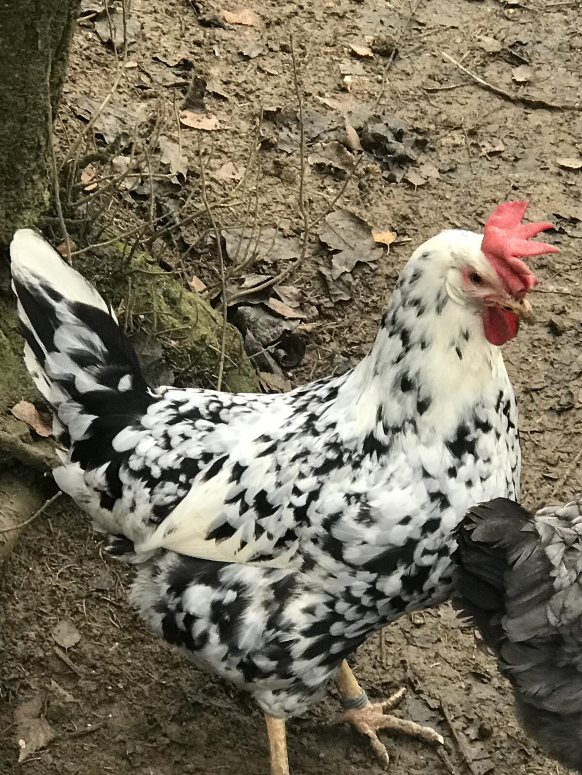 Exchequer Leghorn Hennen 3