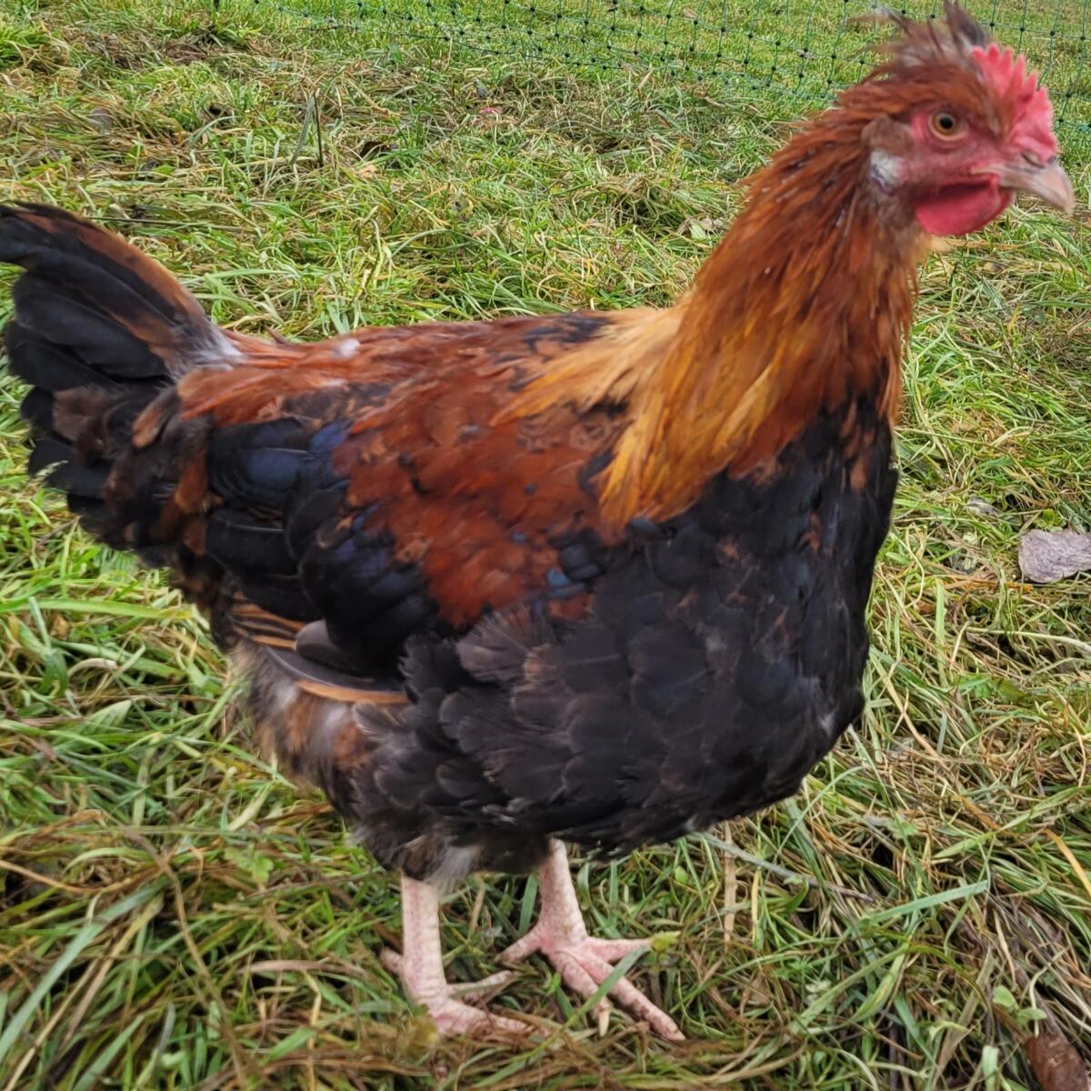 Sulmtaler Junghähne verschiedenen Alters, siehe Fotos! 3