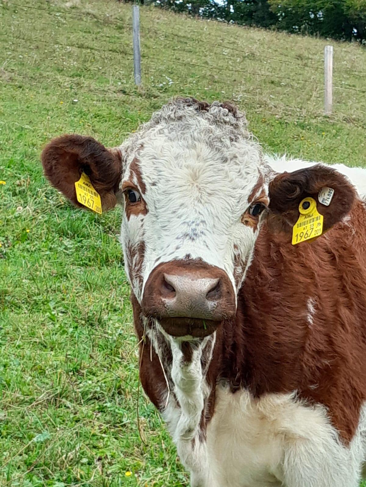 Zwei HB Pustertaler Kalbinnen zu verkaufen! 3