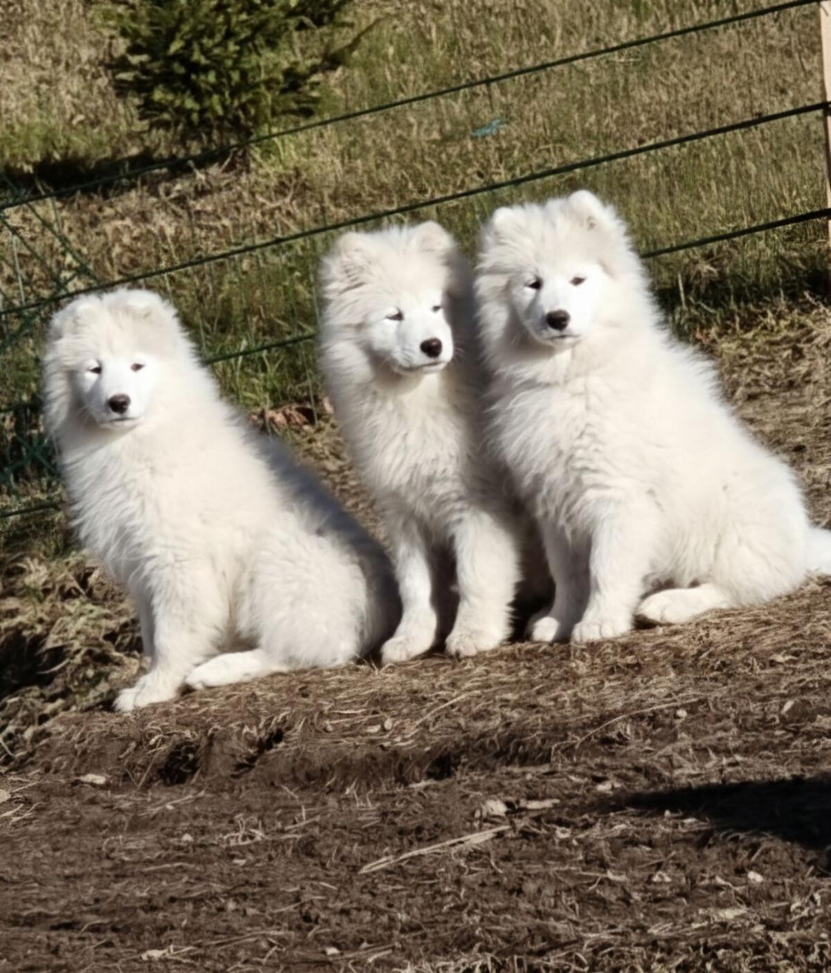 Entzückende reinrassige Samojeden-Welpen 3