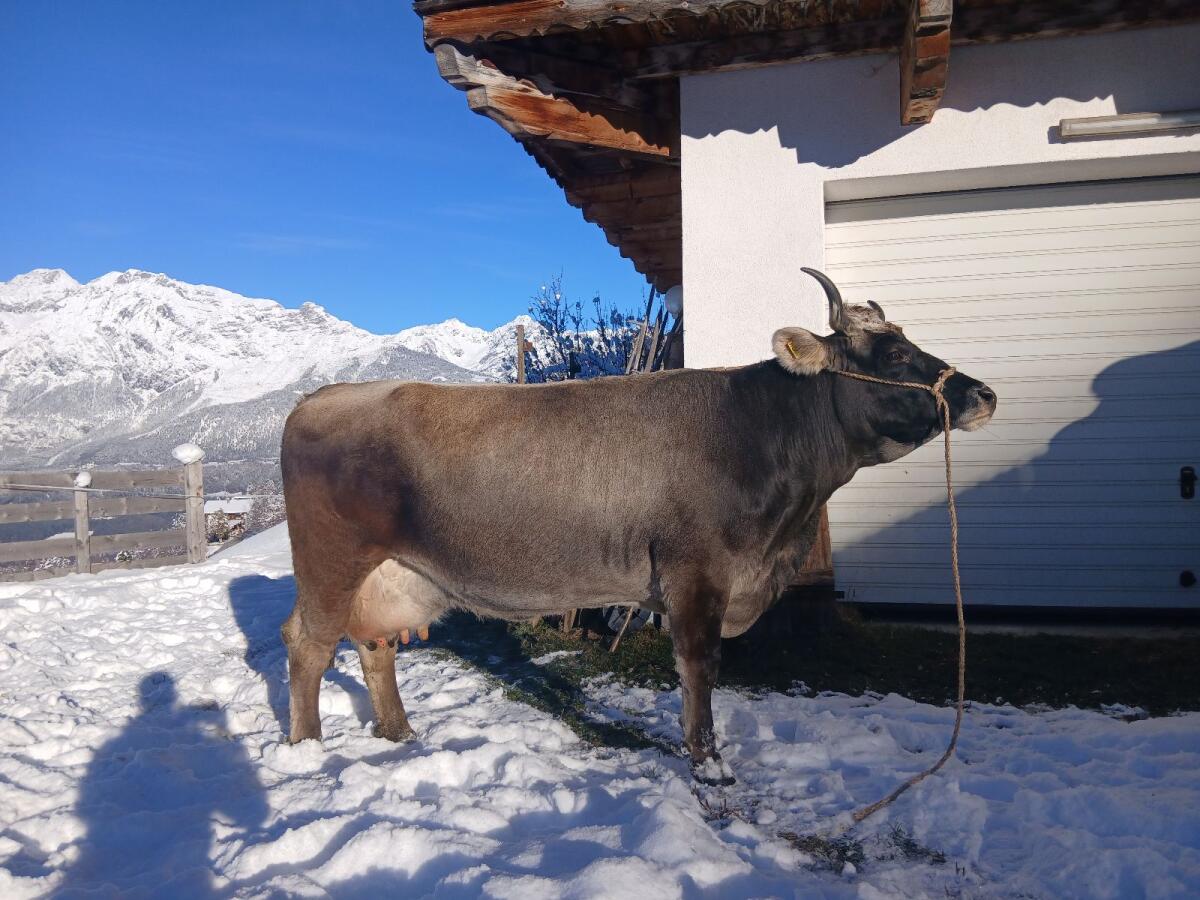 Tiroler Grauviehkuh zu verkaufen 2
