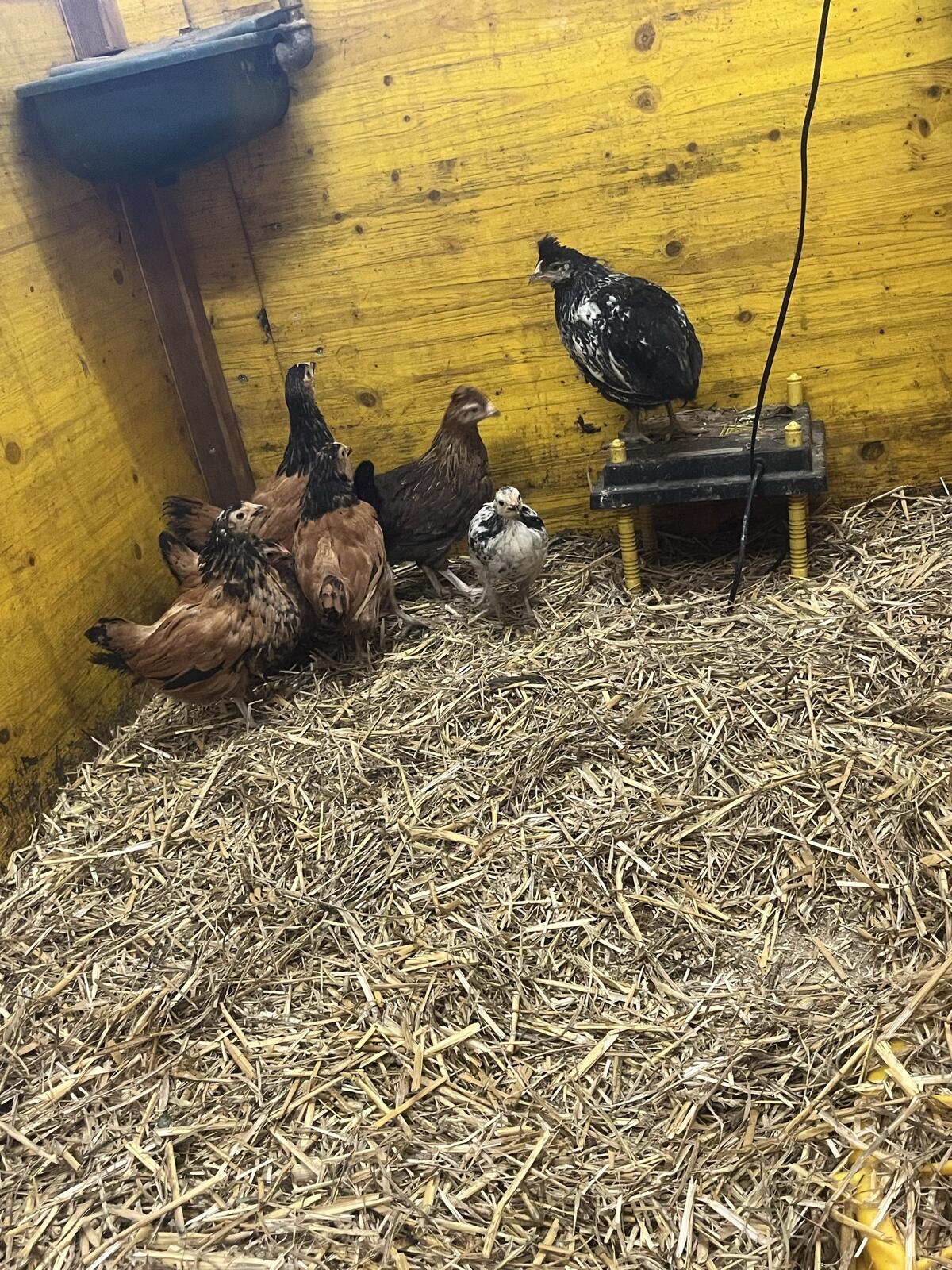 Verkaufen noch ein paar Küken 1