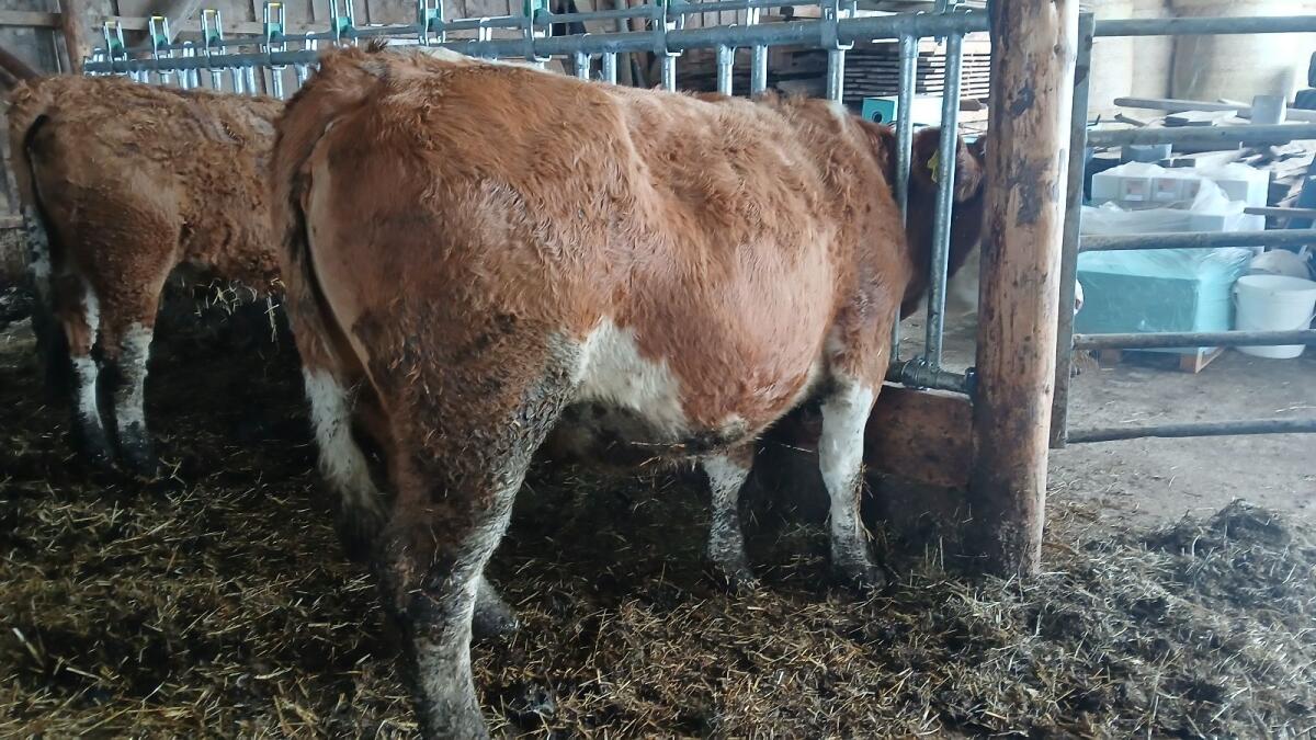 Bio Kalbin 10.000 kg Milch 3