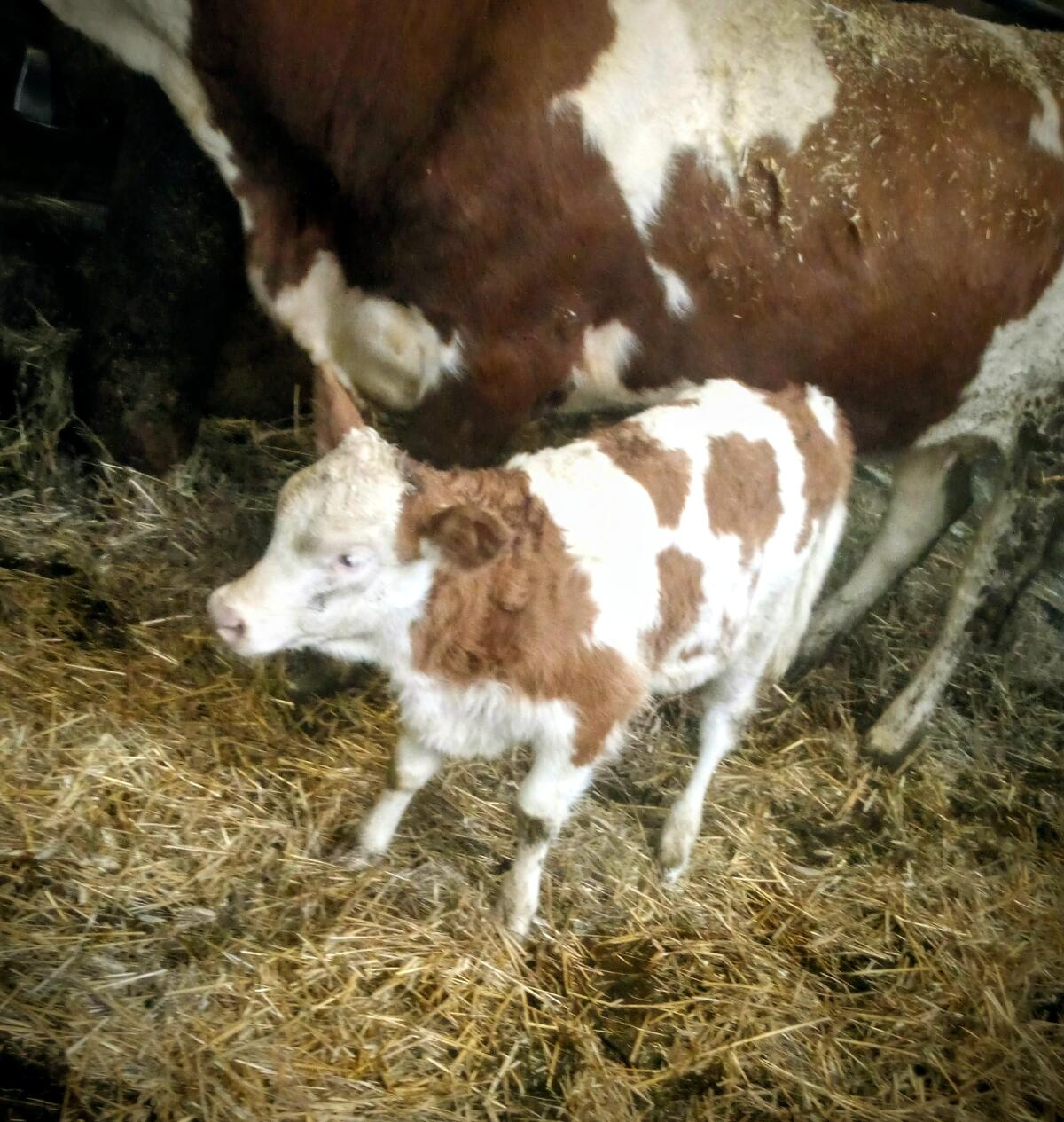 Mutterkuh mit Kalb und Kalbin 3