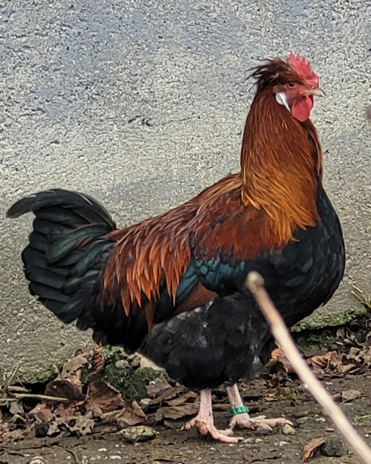 Sulmtaler Junghähne verschiedenen Alters, siehe Fotos! 1