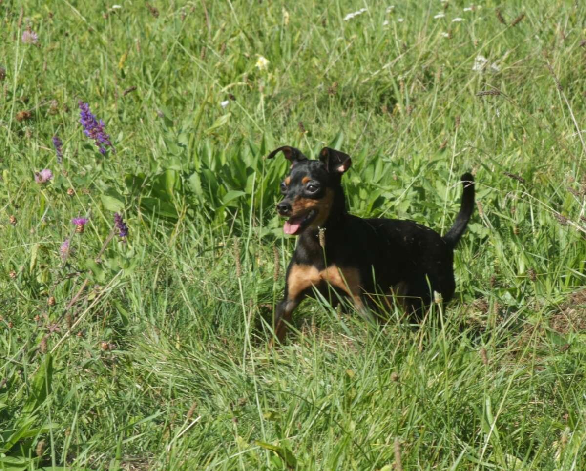 Zwergpinscher Hündin sucht ihren Lebensplatz 1